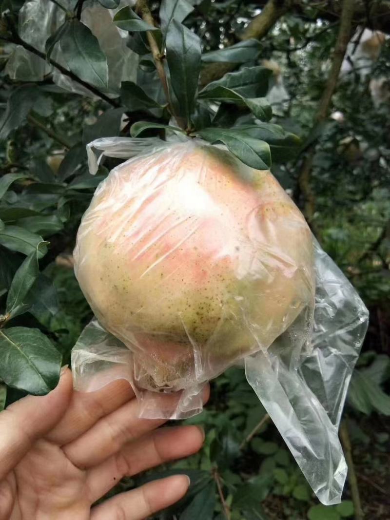 老树，甜石榴，现摘现发