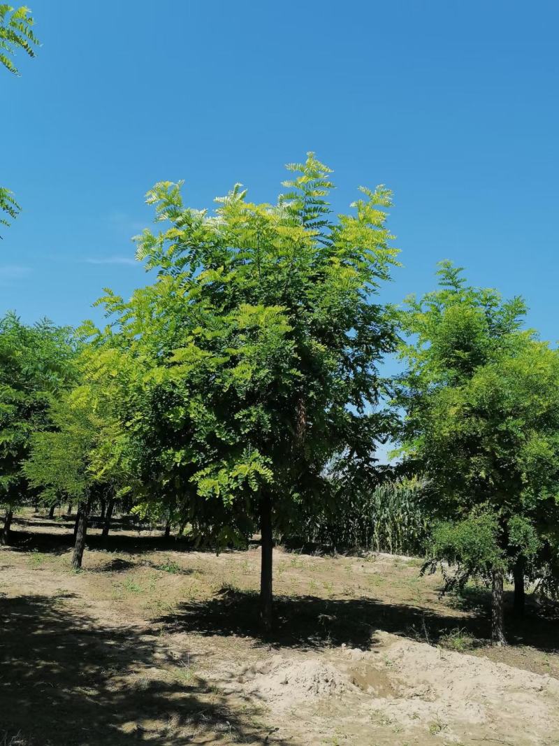5公分刺槐精品出售规格齐全货源充足价格优惠