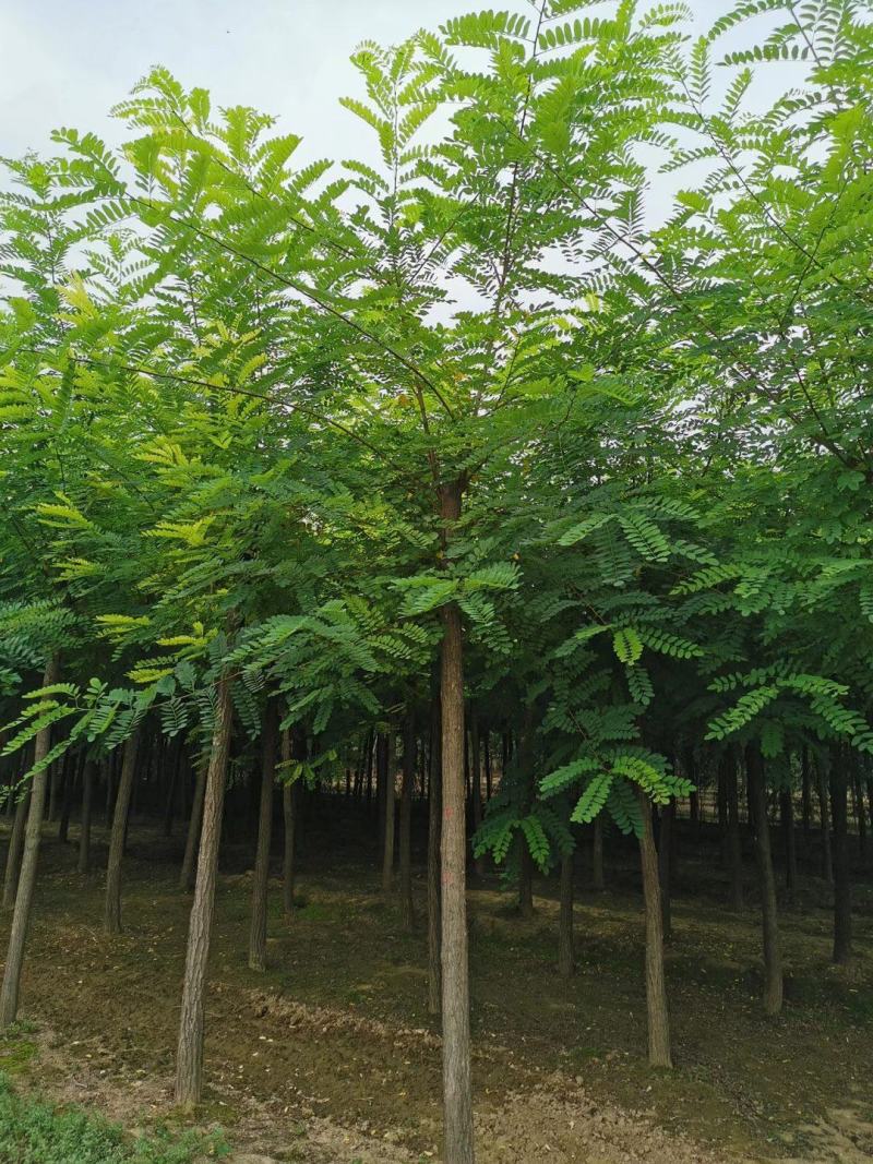 5公分刺槐精品出售规格齐全货源充足价格优惠