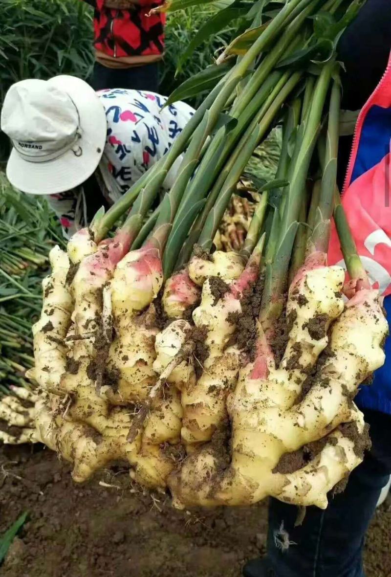红芽姜生姜产地批发一手货源，货源充足品质优良，支持全国发货