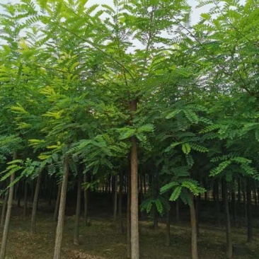 7公分刺槐自家苗圃种植货源充足质量保证