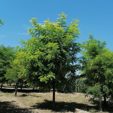 9公分刺槐产地直销量大优惠规格齐全包你满意