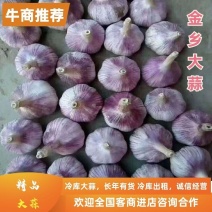 （好货）金乡大蒜，各种规格包装，对接批发商电商，欢迎来电