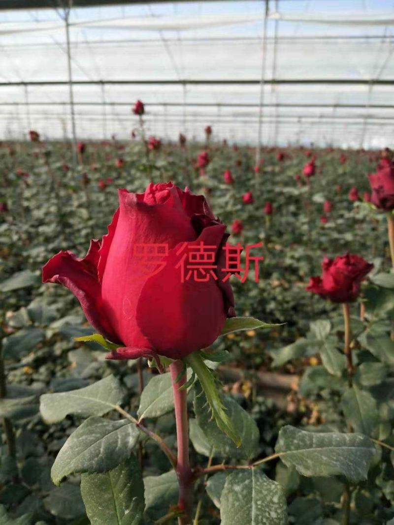 大花月季苗，扦插苗，绿化工程苗，基地直销，常年供应
