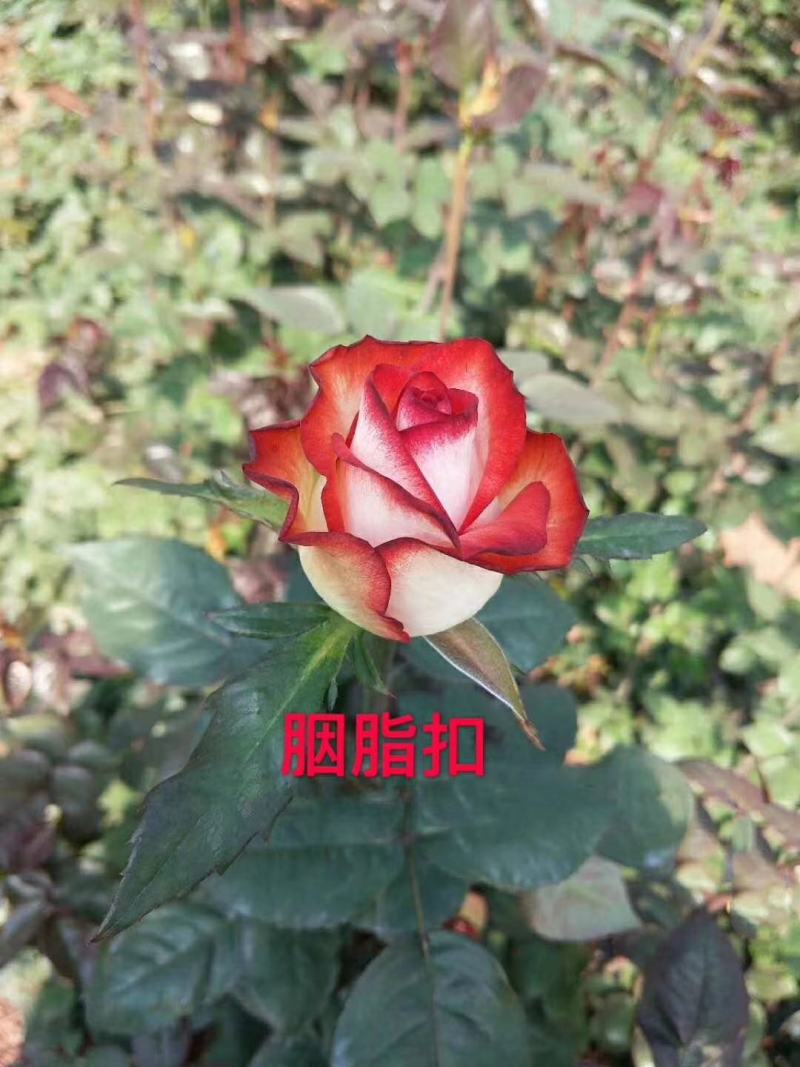 大花月季苗，扦插苗，绿化工程苗，基地直销，常年供应