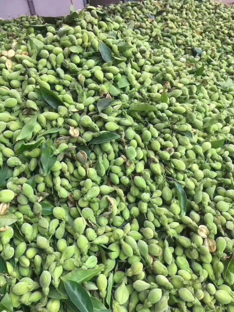沉香种子国家二级保护植物