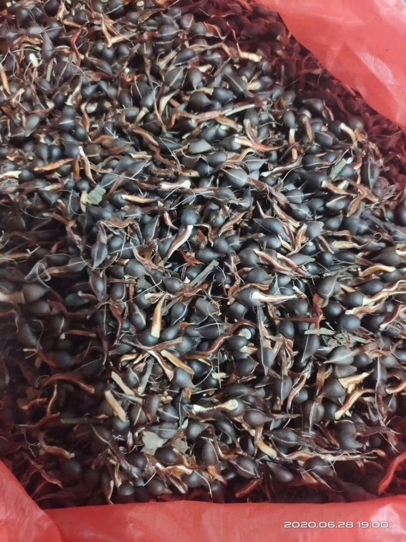 沉香种子国家二级保护植物