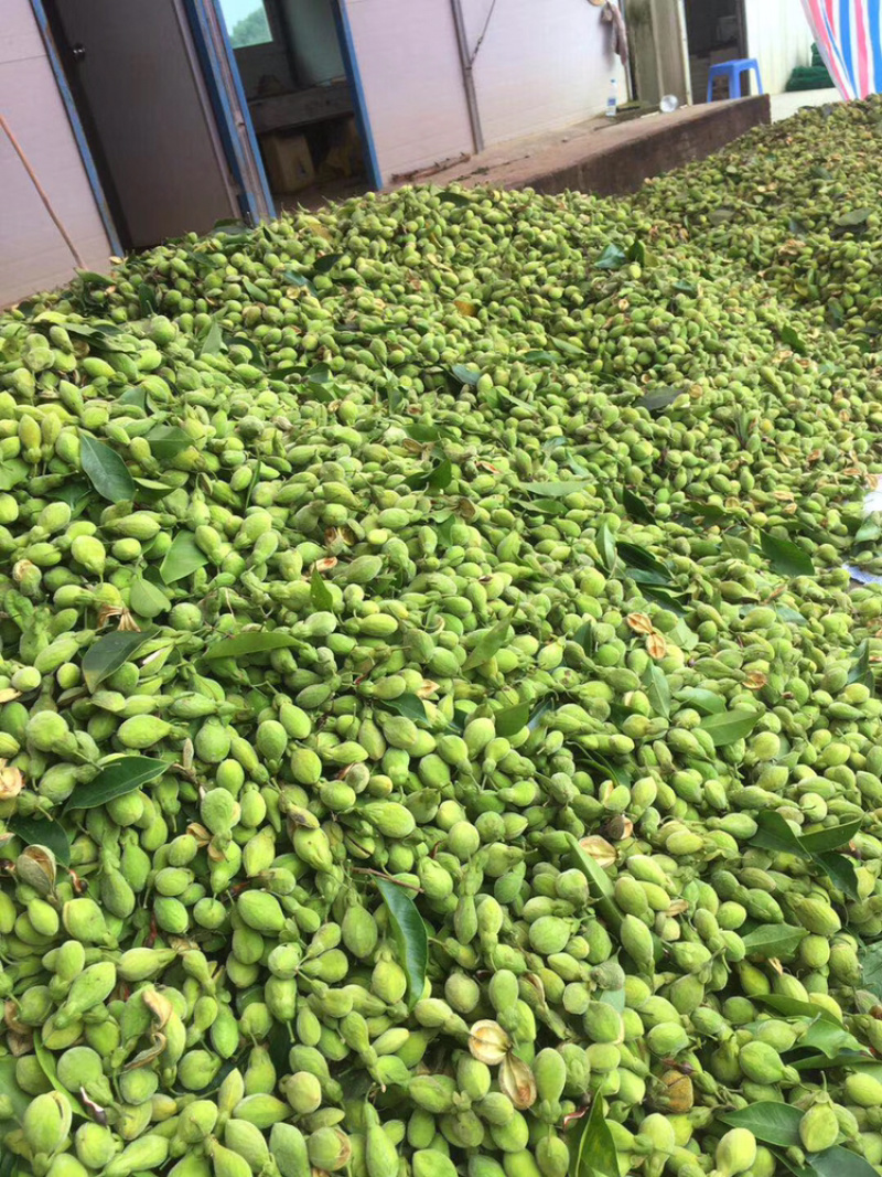 沉香种子国家二级保护植物
