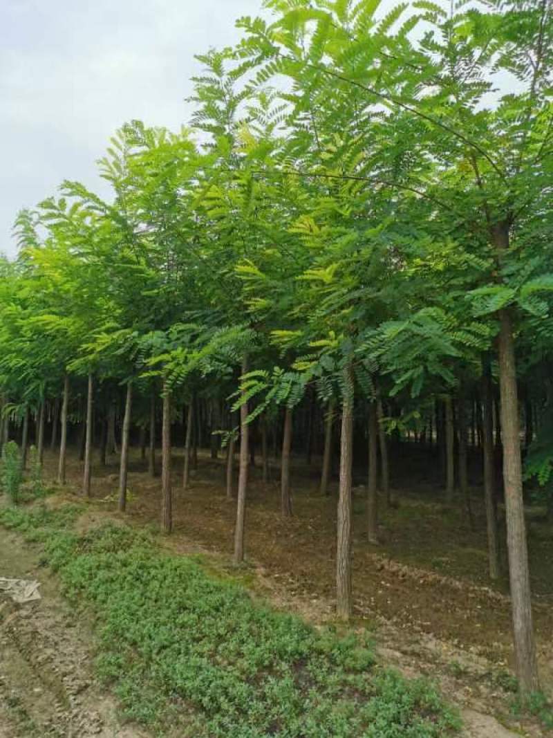 10公分刺槐哪里有，博野八里庄找百盛，质优价廉