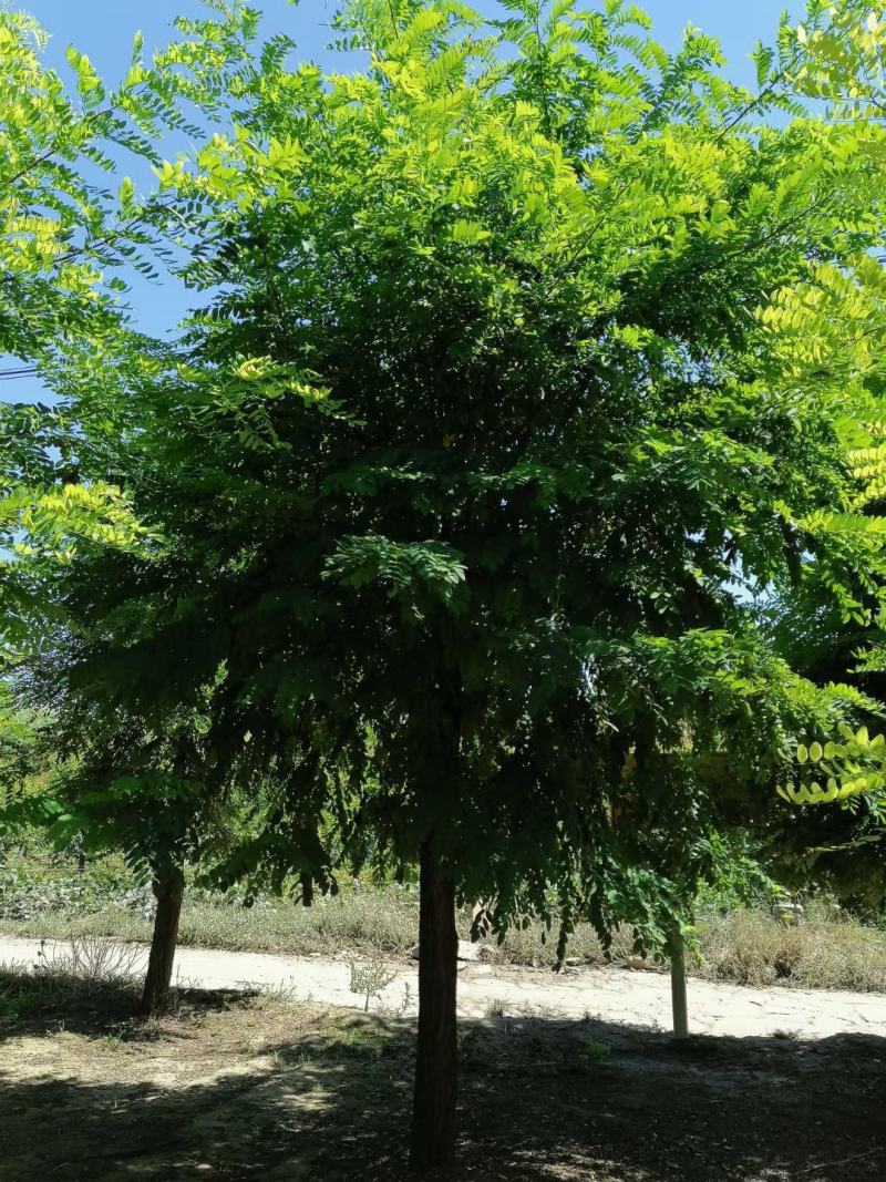 11公分刺槐哪里有，博野八里庄找百盛，质优价廉