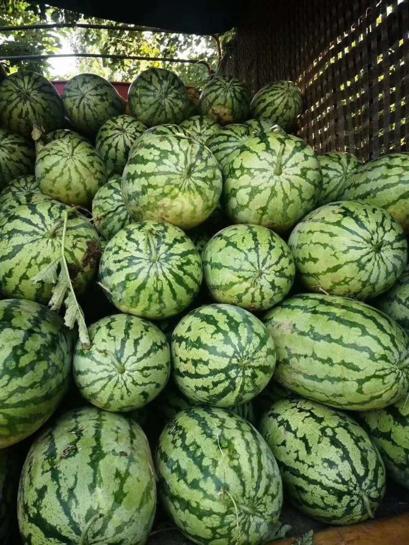 西农八号丰抗八八长花瓜，万亩基地，质量可靠，欢迎采购