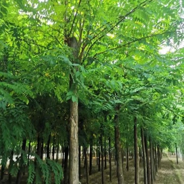 12公分刺槐量大供应质量保证包你满意