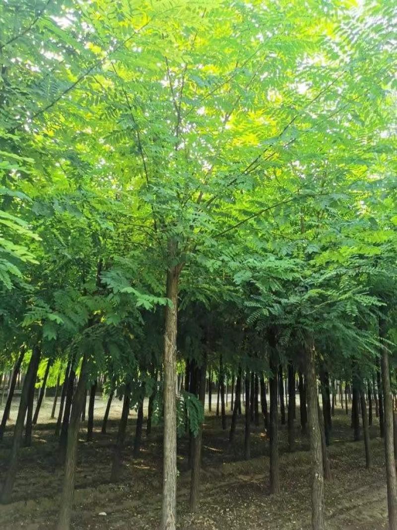 12公分刺槐量大供应质量保证包你满意