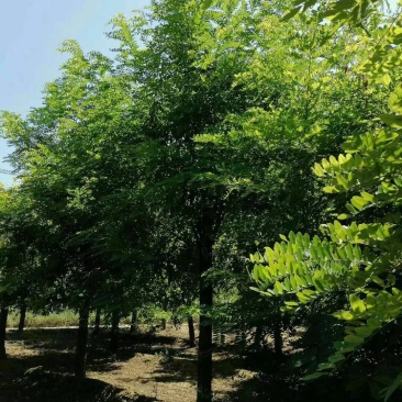 15公分刺槐哪里有博野八里庄找百盛质优价廉