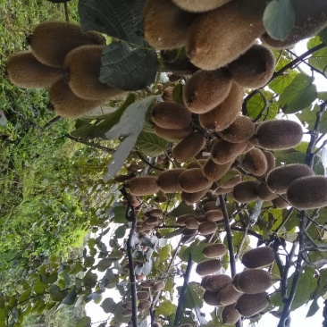 不使用膨大剂的修文贵长猕猴桃