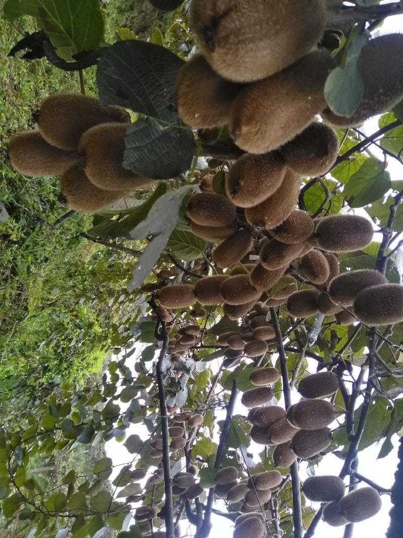 不使用膨大剂的修文贵长猕猴桃
