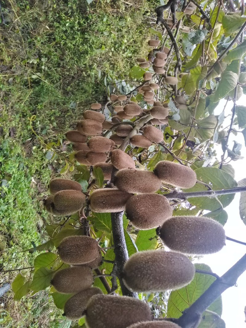 不使用膨大剂的修文贵长猕猴桃