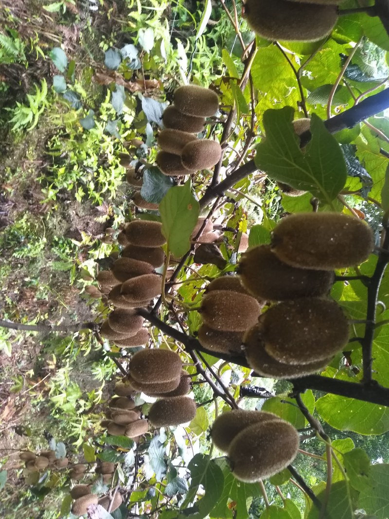 不使用膨大剂的修文贵长猕猴桃