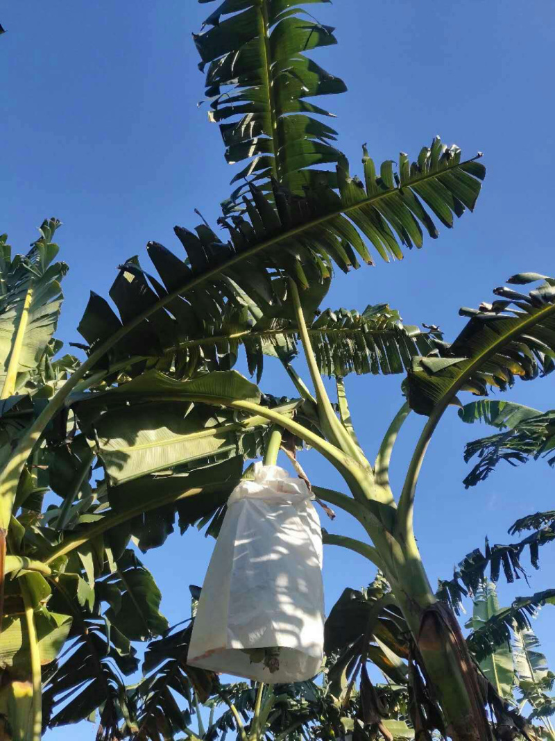 牛蕉牛角蕉大芭蕉酸奶蕉整箱包邮实力供货征代理