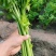 中棵，大棵西芹芹菜70cm以上大量上市