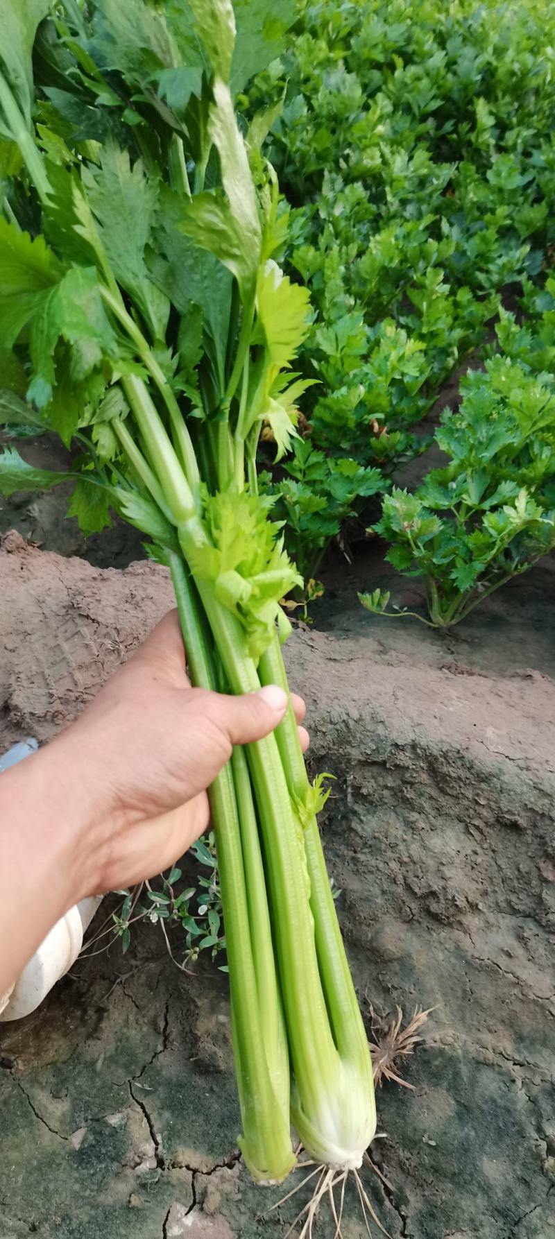 中棵，大棵西芹芹菜70cm以上大量上市