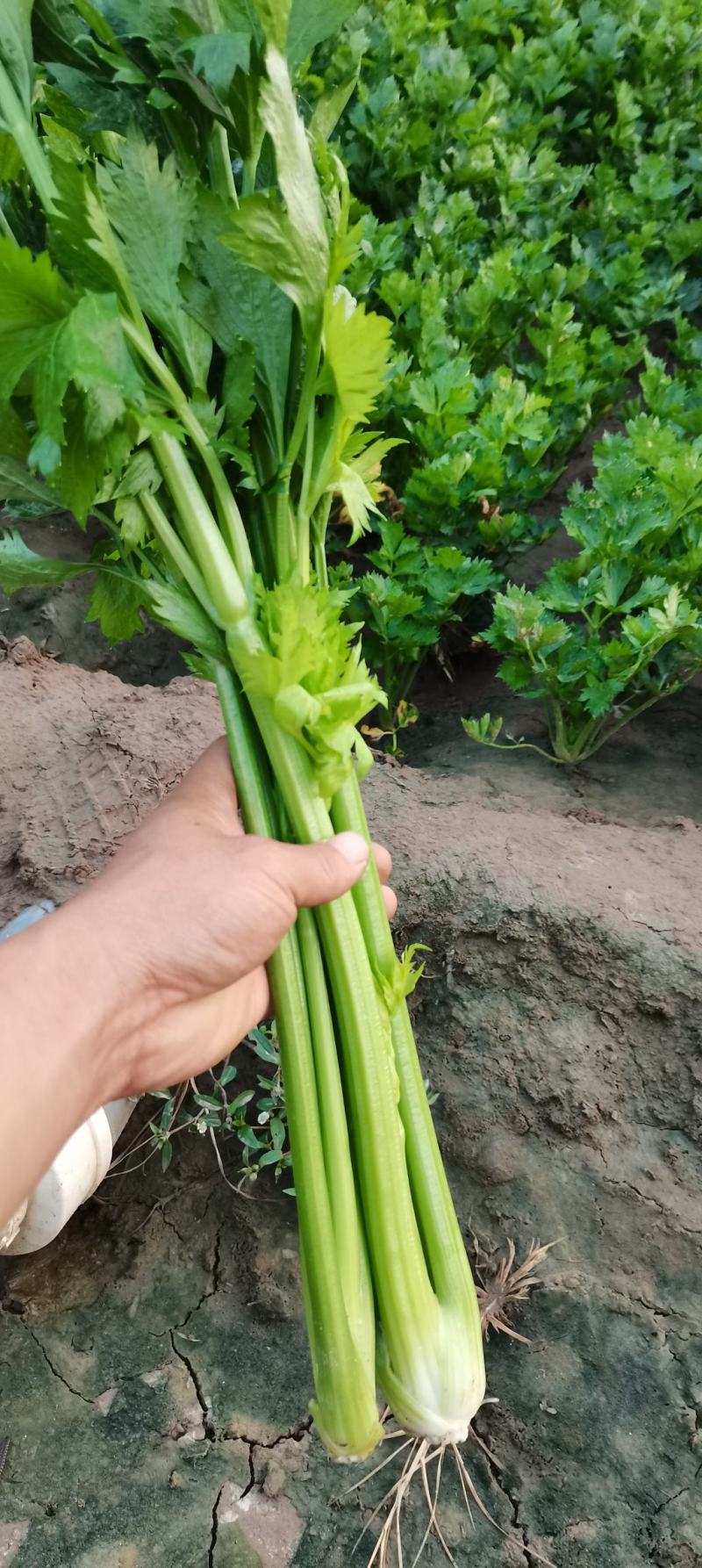 中棵，大棵西芹芹菜70cm以上大量上市
