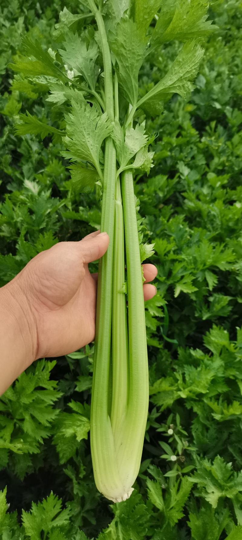 中棵，大棵西芹芹菜70cm以上大量上市