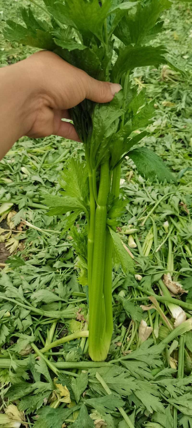 中棵，大棵西芹芹菜70cm以上大量上市