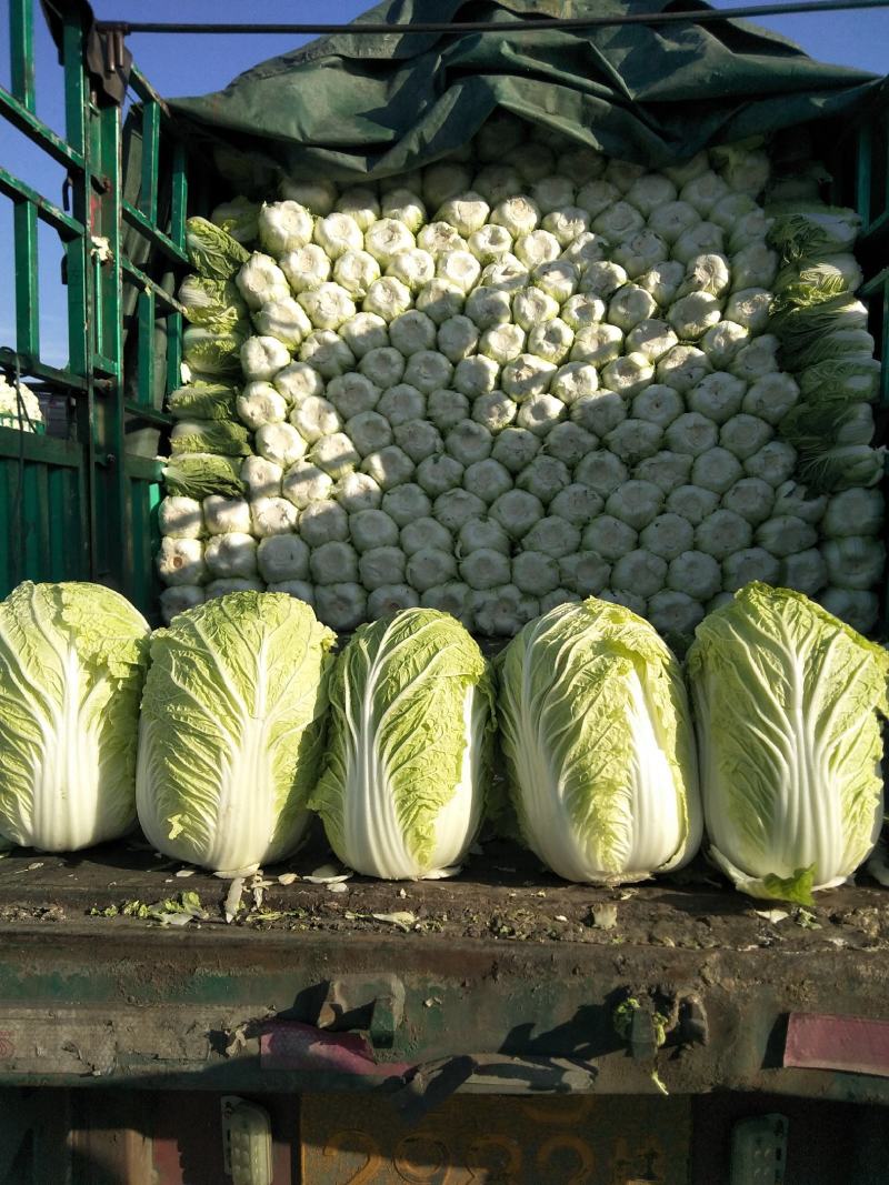 黄心白菜春秋冬大量供应