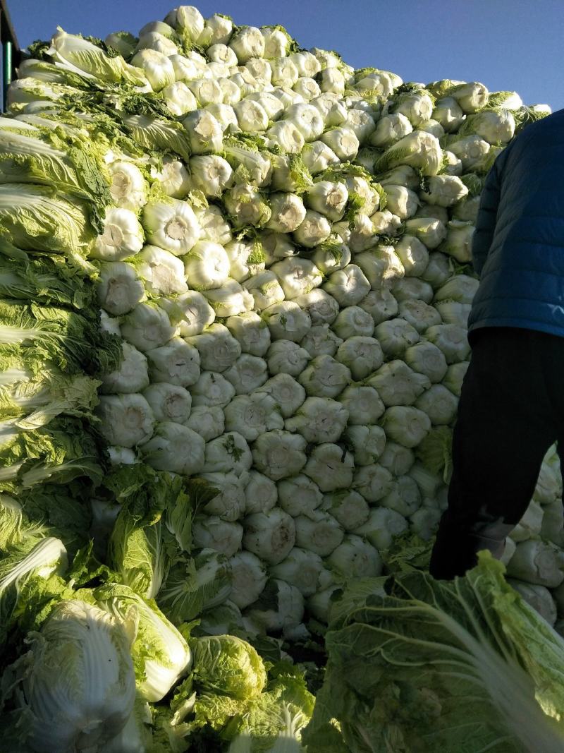 黄心白菜春秋冬大量供应