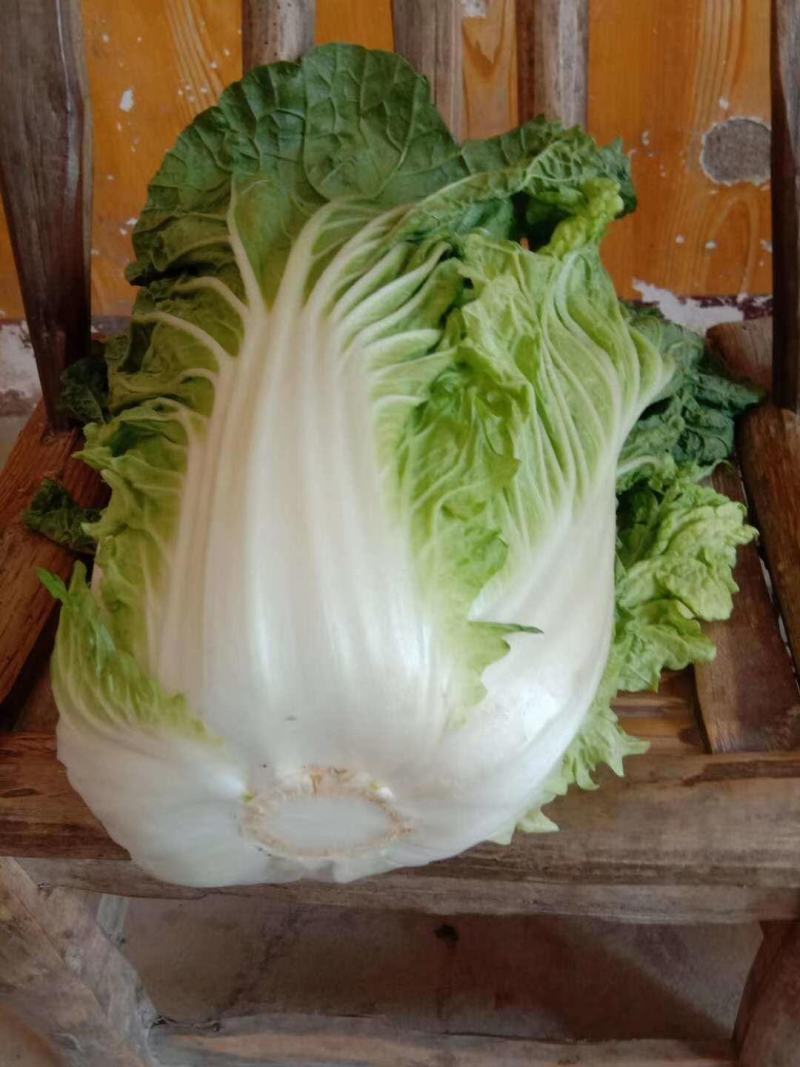 精品白菜，湖北产区上市，产销全国，欢迎采购