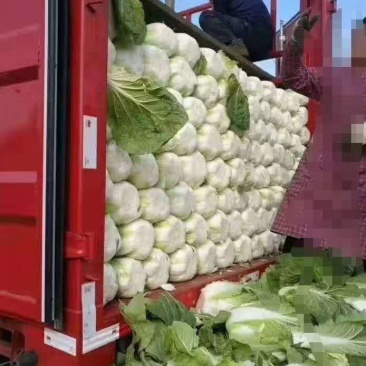 精品白菜，湖北产区上市，产销全国，欢迎采购