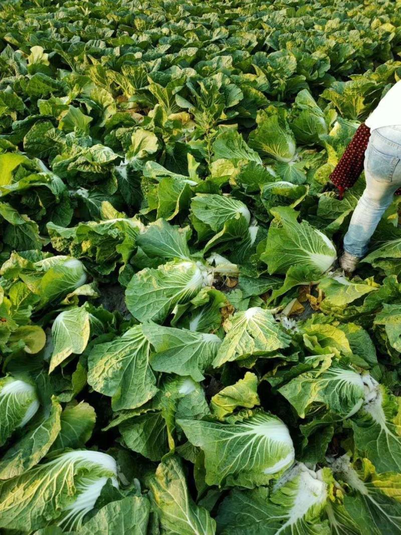 精品白菜，湖北产区上市，产销全国，欢迎采购