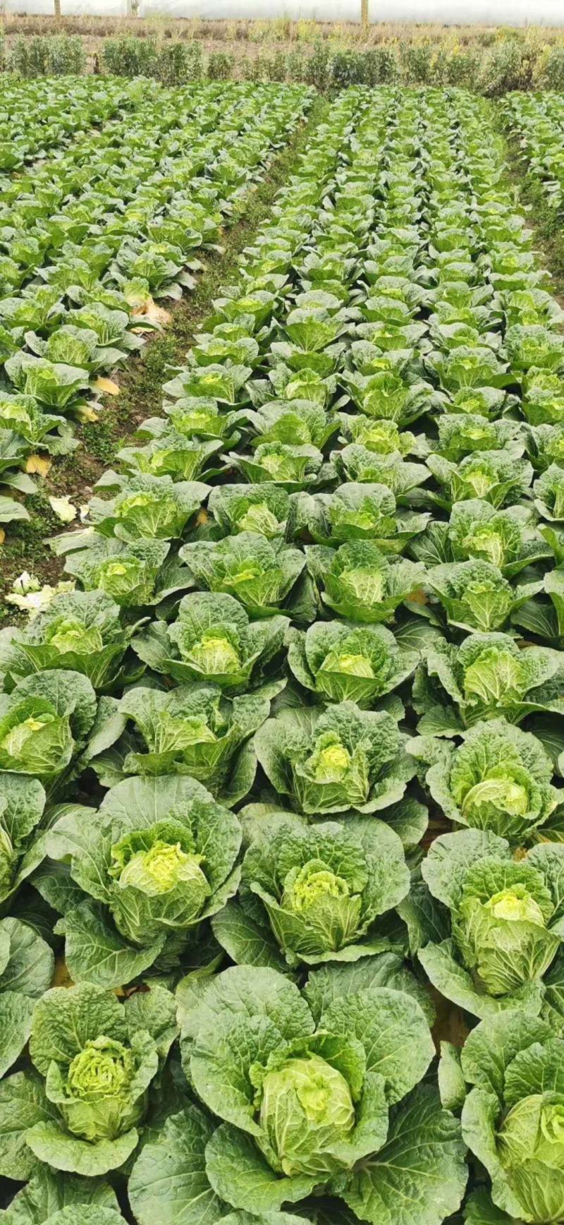 精品白菜，湖北产区上市，产销全国，欢迎采购