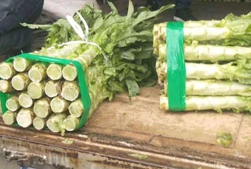 （精选）红叶莴苣，上市中，基地直供，欢迎全国客商来采购