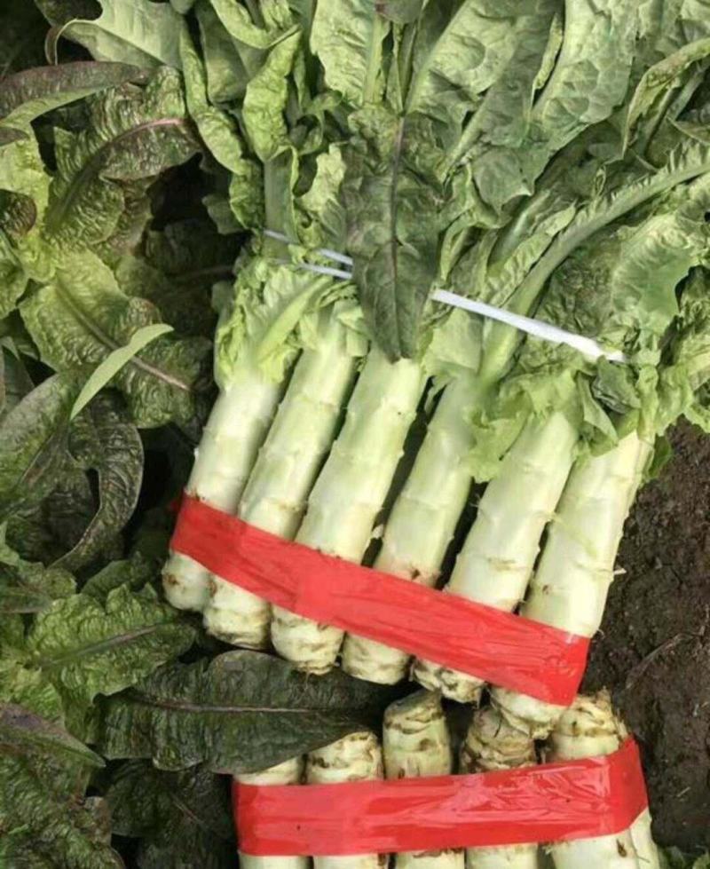 （精选）红叶莴苣，上市中，基地直供，欢迎全国客商来采购