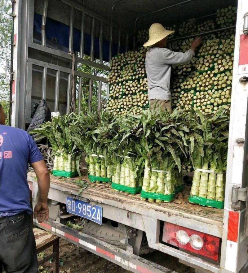 （精选）红叶莴苣，上市中，基地直供，欢迎全国客商来采购