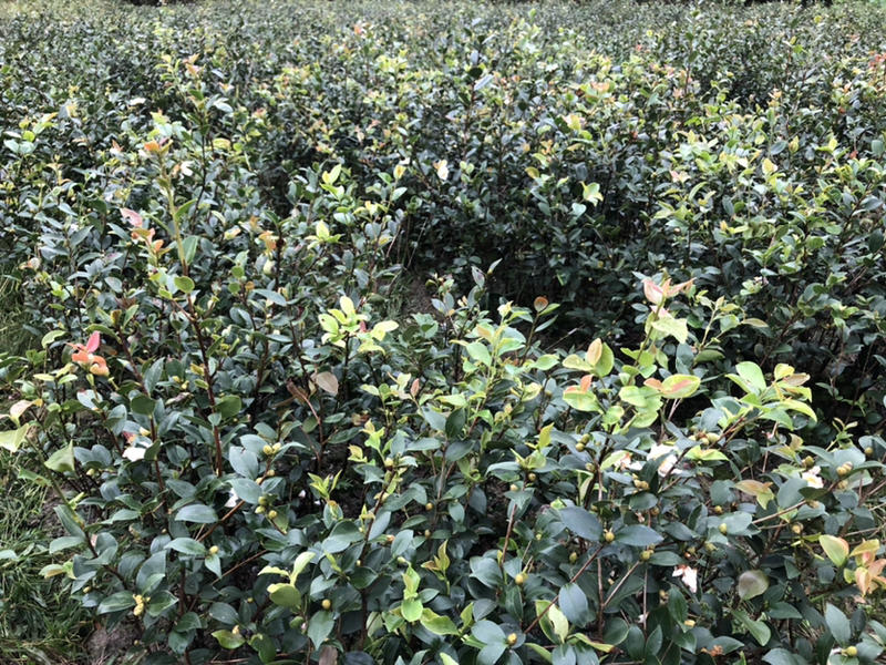 优质长林和湘林系列的嫁接油茶苗即将上市。