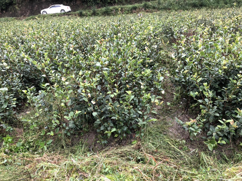 优质长林和湘林系列的嫁接油茶苗即将上市。