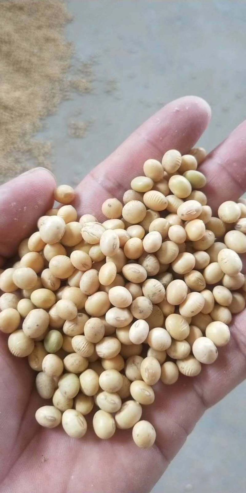 精选黄豆，湖北产地，豆制品专用，出浆率高，欢迎采购