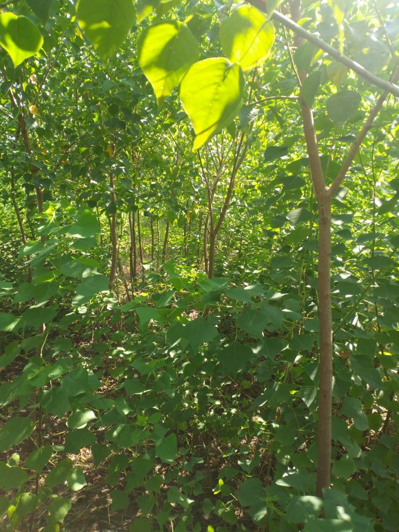 乌桕江苏产地彩色花卉造型乌桕丛生乌桕行到树点缀观赏树