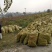 【推荐】茭白种苗美人茭白苗产地直供一手货源全国发货