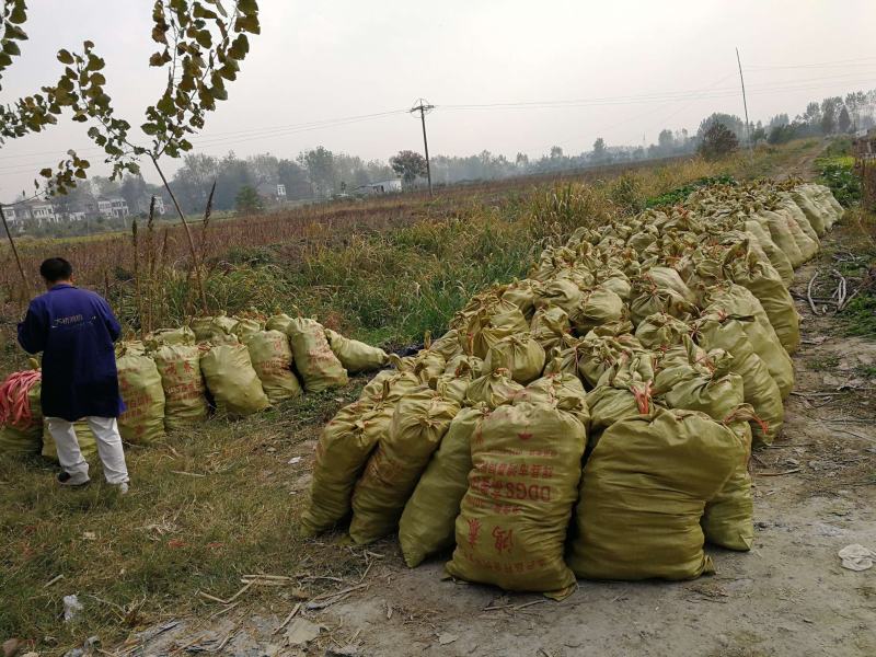 【推荐】茭白种苗美人茭白苗产地直供一手货源全国发货