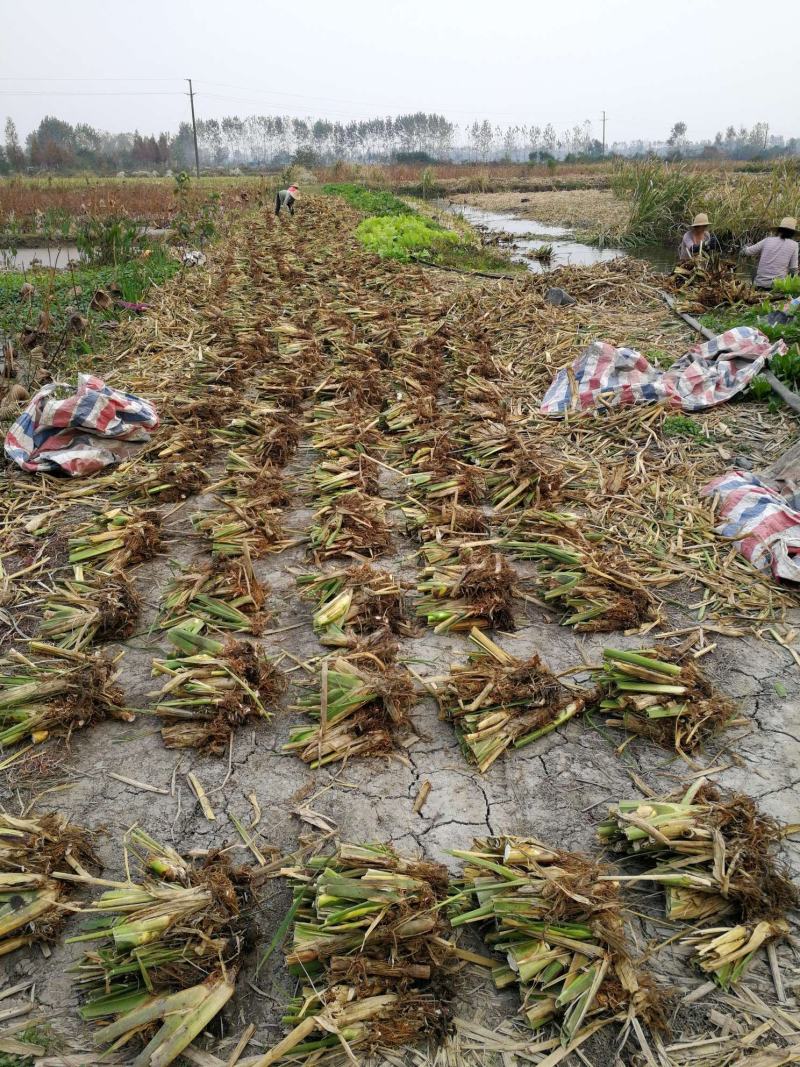 【推荐】茭白种苗美人茭白苗产地直供一手货源全国发货