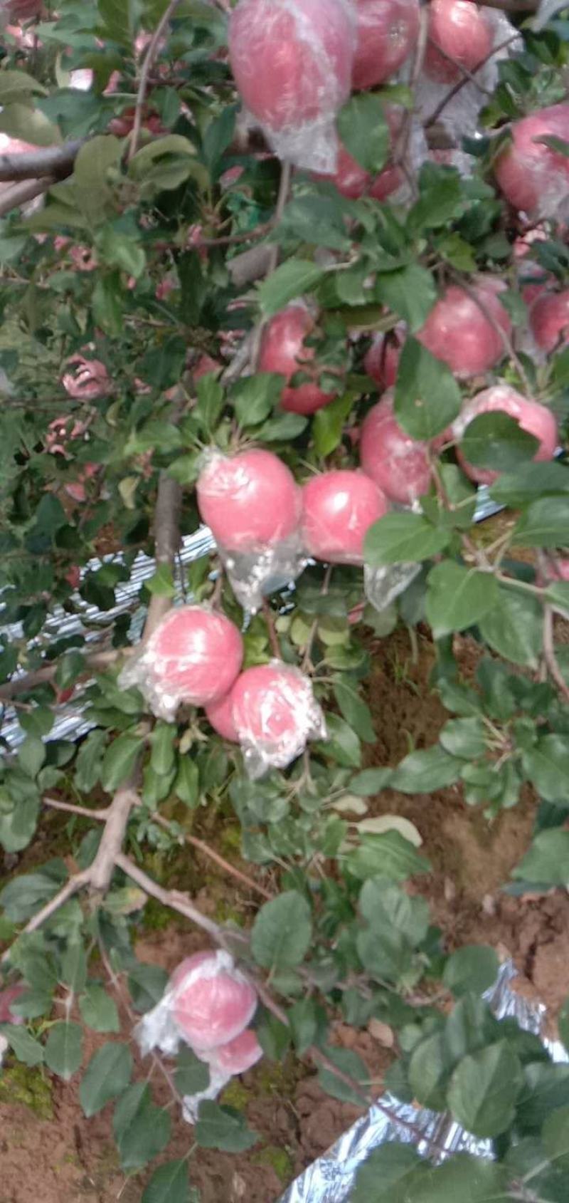 红富士苹果，膜袋红富士苹果大量入库，膜袋红富士苹果代办