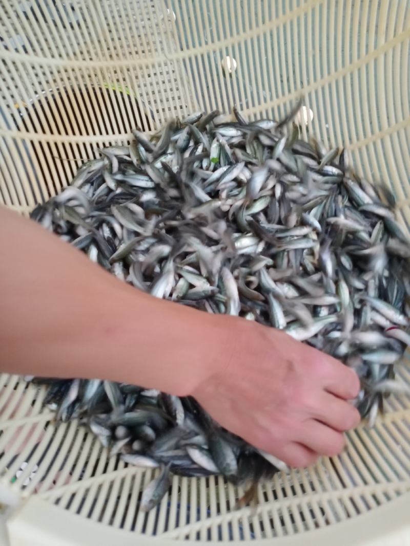 鲈鱼苗，加州鲈鱼，成活率高，抗病毒。欢迎老板订购