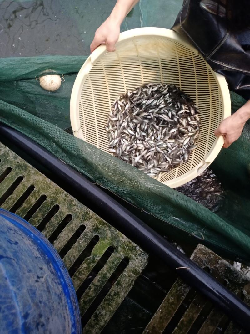 鲈鱼苗，加州鲈鱼，成活率高，抗病毒。欢迎老板订购