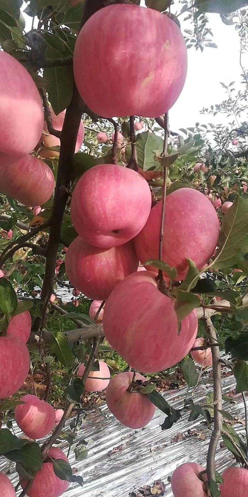 红富士苹果，纸袋红富士苹果大量上市供应，纸袋红富士苹果代