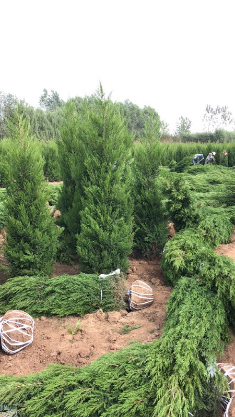 塔柏各种1米-4米规格齐全欢迎前来考察