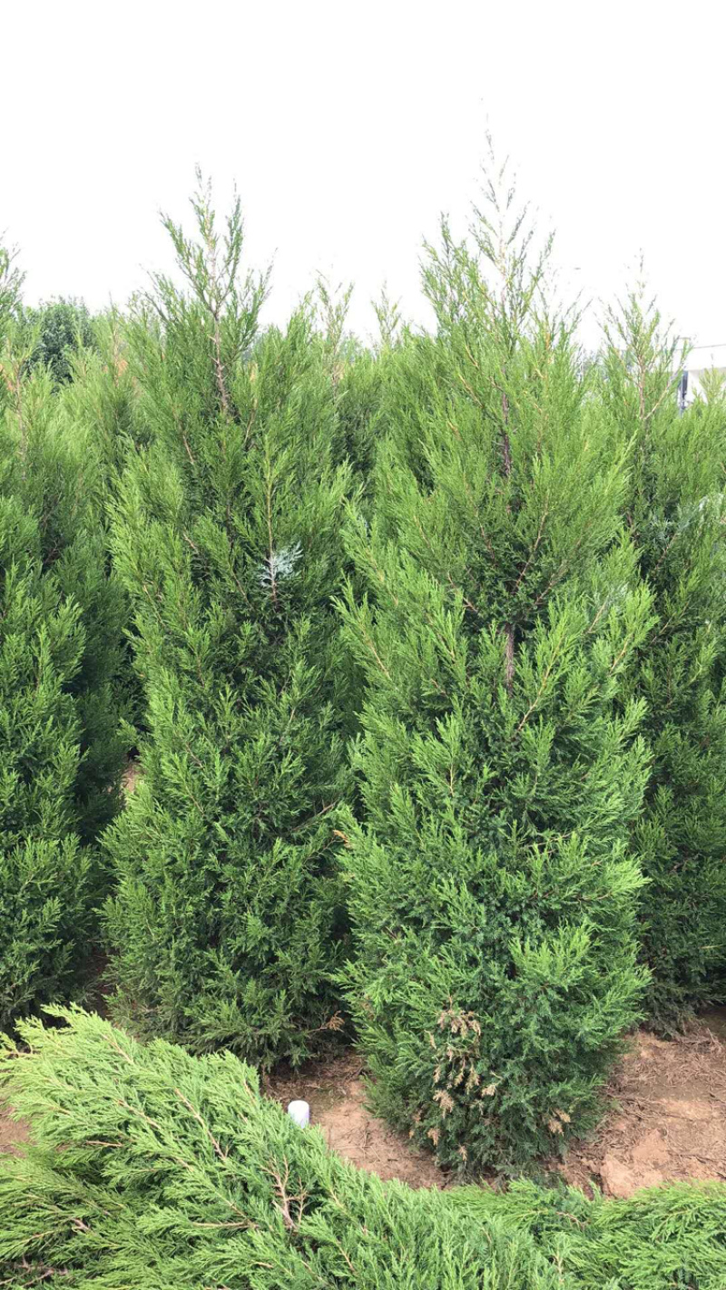 塔柏各种1米-4米规格齐全欢迎前来考察